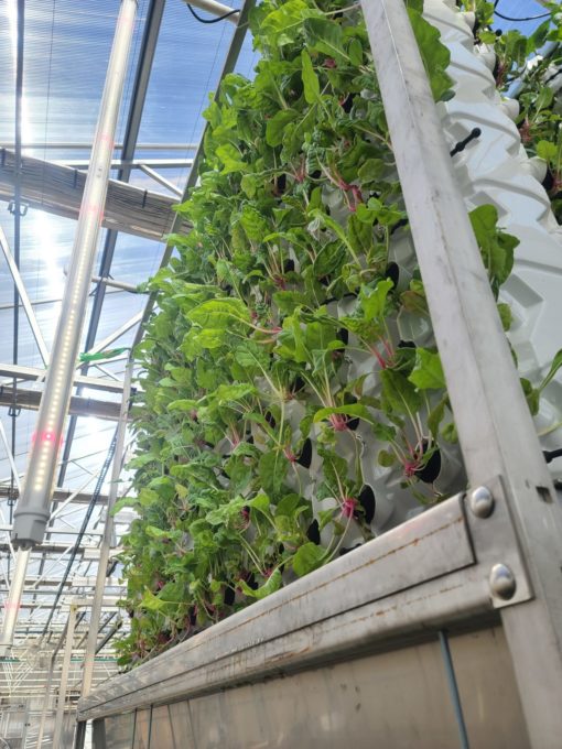 Dachnik Aquaponics Vertical Growing Towers